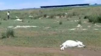 内蒙古一养殖户上百只羊离奇死亡，当地警方称已移交刑警队