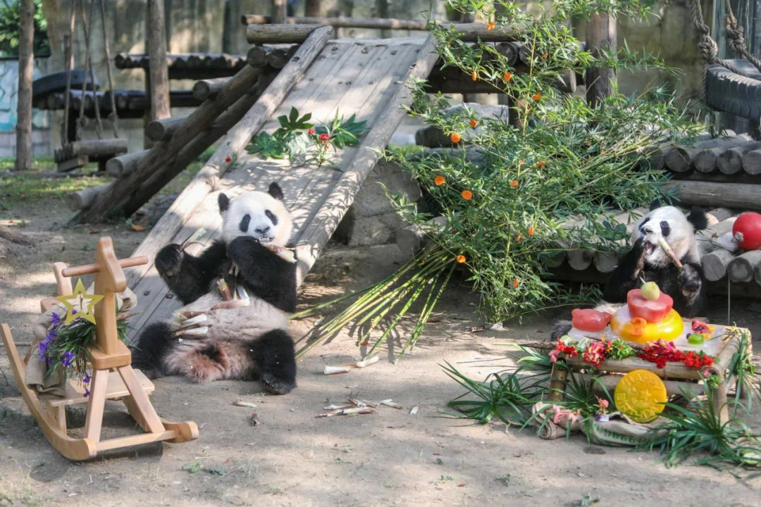 上海三只大熊猫宝宝一起过生日 推翻生日蛋糕后抱着直打滚