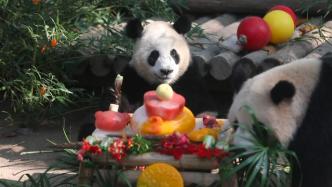上海三只大熊猫宝宝一起过生日啦！有生日蛋糕，还有新名字