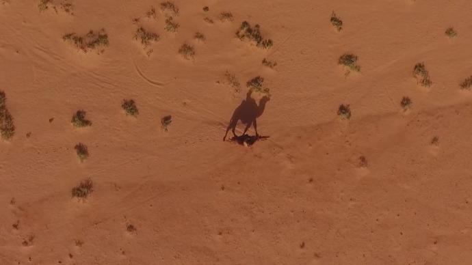 戈壁腹地，有群骑着骆驼的文物守护者