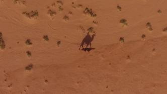 戈壁腹地，有群骑着骆驼的文物守护者
