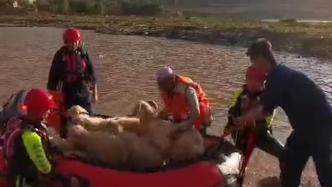 羊群被困黄河中央浅滩，消防员开橡皮艇救出