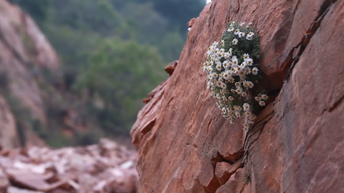 太行奇观:悬崖峭壁上太行菊怒放