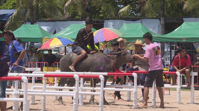 泰国举办奔牛节，展示别样农耕传统