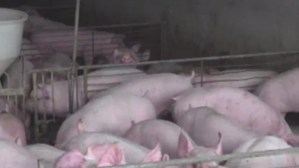 农业农村部：重庆酉阳排查出非洲猪瘟疫情