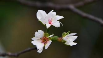 金秋十月上海樱花再开，部分春季樱花“休眠”后又反季开花了