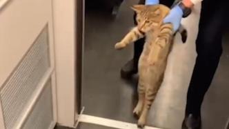 小猫咪“逃票”上高铁，一路小碎步被乘务员扭送下车