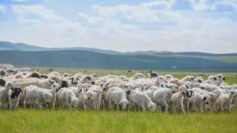蒙古国3万只活羊已全部进入隔离区，首批预计10月下旬交接
