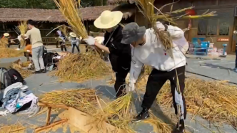 武汉大学300余名师生参与收割水稻体验农事