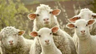 羊羊们长肥了吗？蒙古国捐赠的三万只羊已进入隔离区