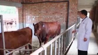 “国之瑰宝”秦川牛已有灭种危险，科研人员打响基因保卫战