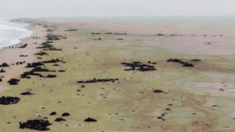 纳米比亚海岸出现5000多头小海豹尸体