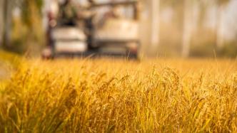 农业农村部部长韩长赋：确保水稻产量稳定在2亿吨以上