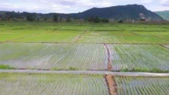 吉林龙市“共享稻田”开始收割，2年净利润381.4万元