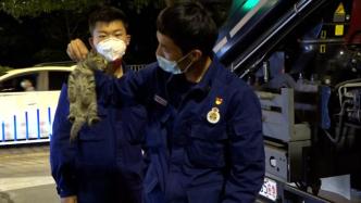 高中生上树救小野猫双双被困，宁波消防出动救下