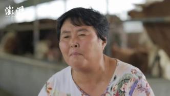 物产中国·临泉黄牛｜一位母亲与她的500多头牛