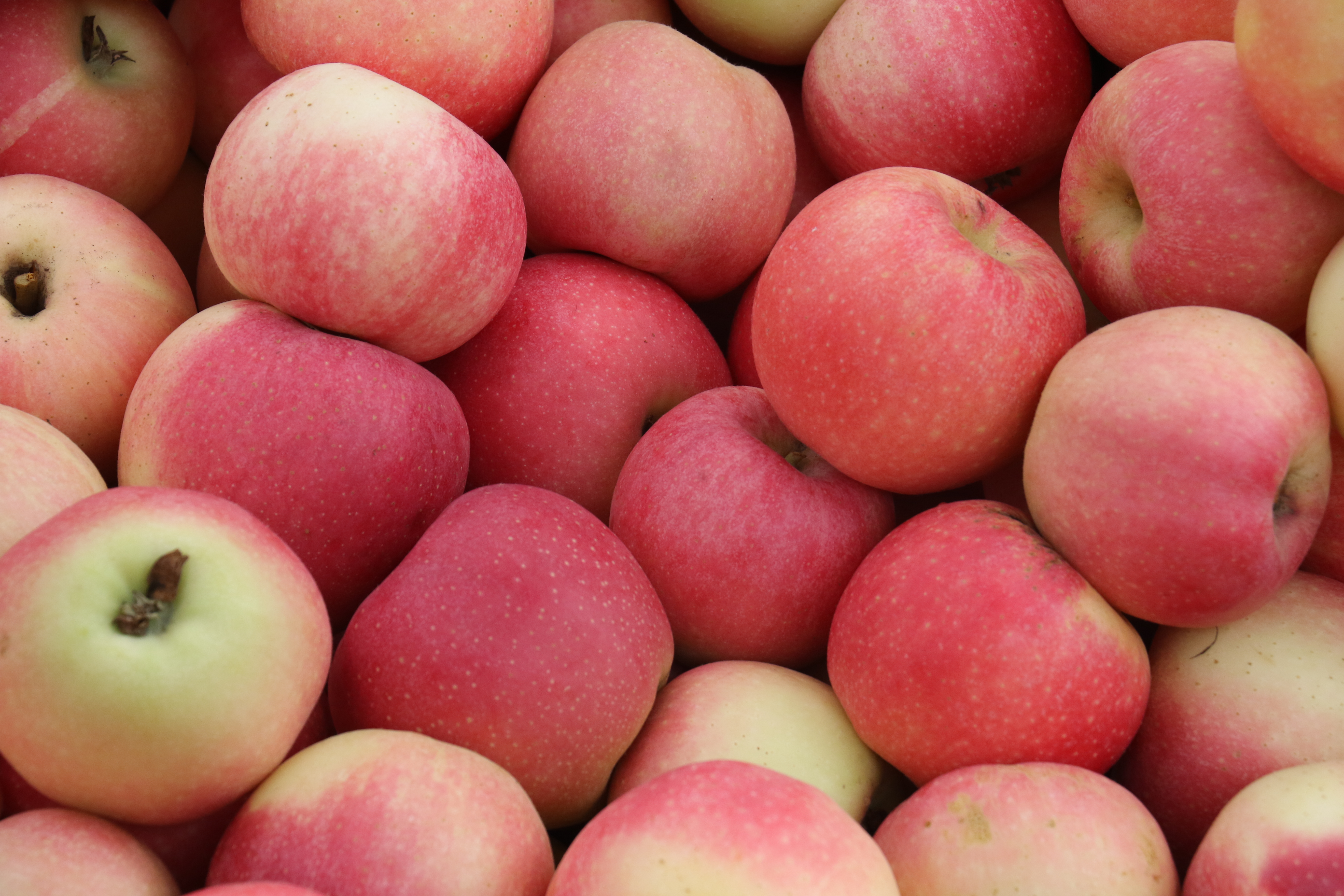 陕西宜川苹果喜获丰收_正在直播_澎湃新闻-the paper