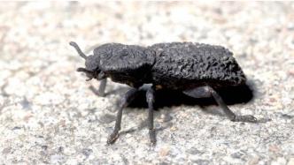 汽车也压不扁的甲虫？科学家揭示铁定甲虫坚硬外壳密码