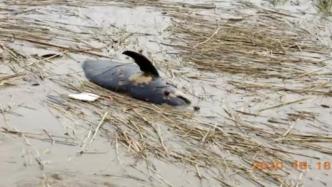 上海南汇嘴发现一死亡东亚江豚，专家：今年已接九起死亡报告