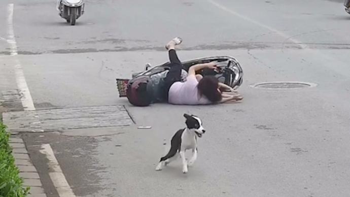 宠物狗横穿马路撞上电动车致两人摔倒受伤，狗主承担损失