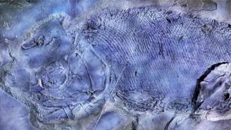 云南发现暴鱼化石，见证三叠纪海洋生物复苏
