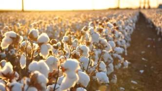 乌兹别克斯坦：棉花大丰收 