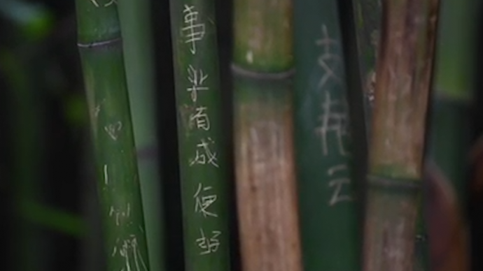 成都大熊猫繁育研究基地景观竹遭恶意刻划，游客呼吁文明游园