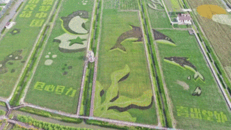 稻田成“画”，航拍视角看上海农村的一幅幅秋景图