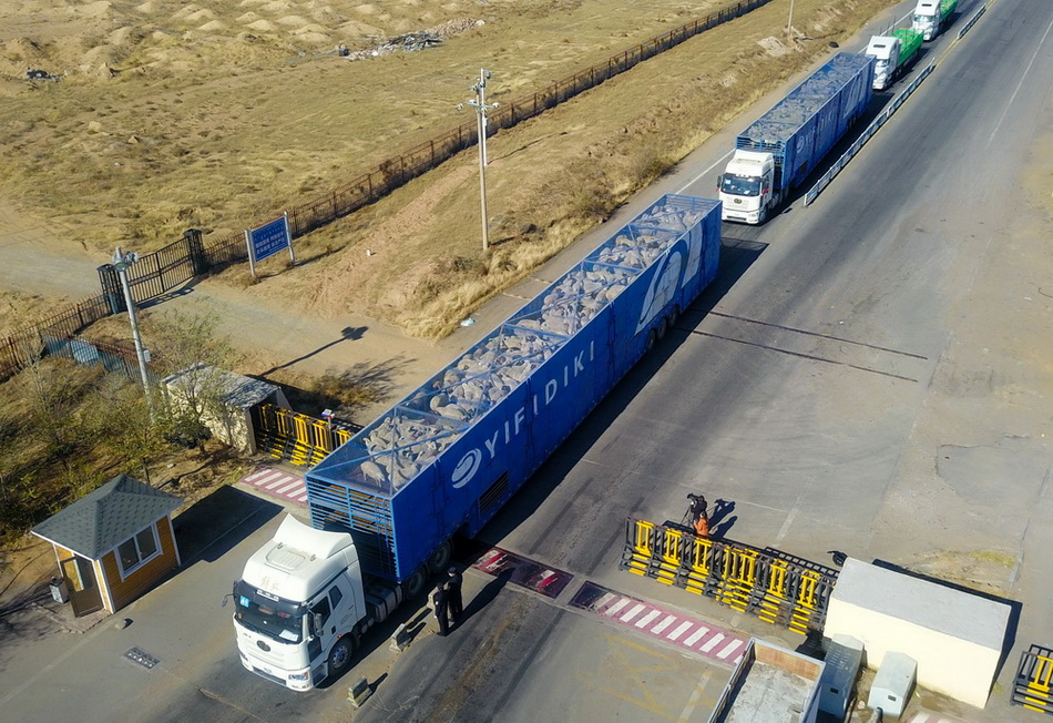 10月22日，载羊货车驶入内蒙古二连浩特口岸（无人机照片）。.JPG