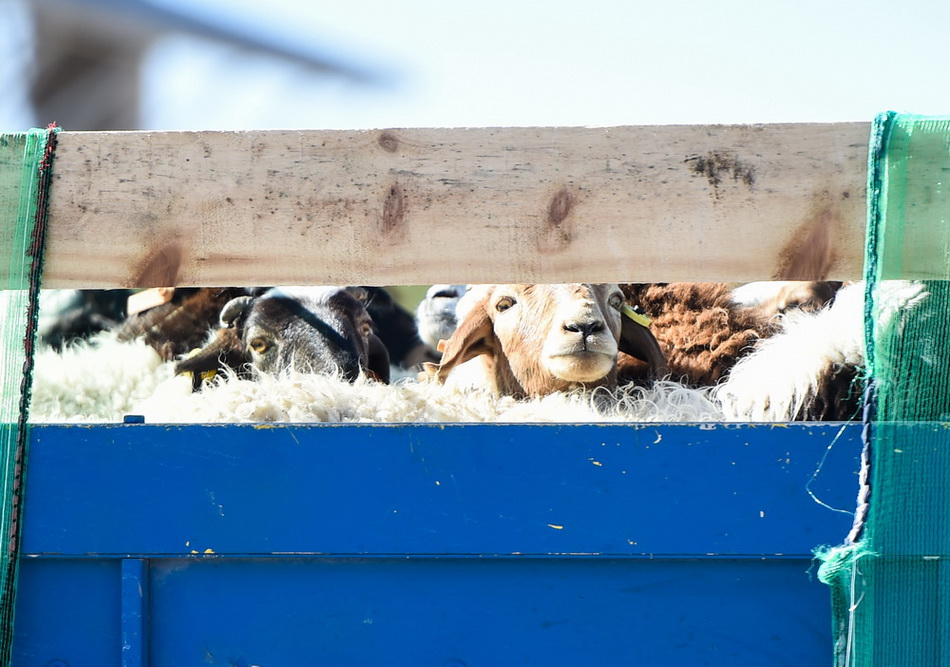 10月22日在内蒙古二连浩特口岸拍摄的蒙古国捐赠的羊。.JPG