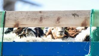 直击｜首批4000只蒙古国捐赠羊入境，将加工后运往湖北