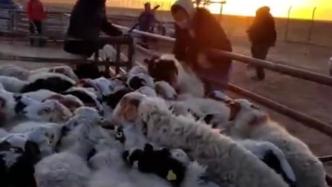 蒙古国捐赠的首批4000只活羊已入境