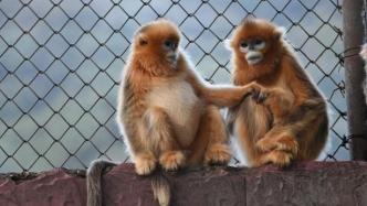 武汉动物园一次引进5只金丝猴，时隔20年来首次