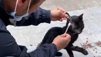 暖心湃丨凛冬将至，爱心不减，烂脸小猫被上海暖心人接力照顾