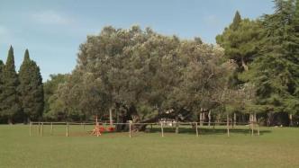 历经1600年，克罗地亚最古老的橄榄树仍枝繁叶茂
