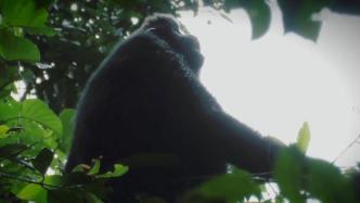 海南长臂猿的雨林“歌声”