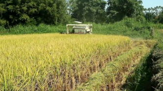 江西省粮食局回应“稻谷涨价”：涨了一毛每斤，属正常区间
