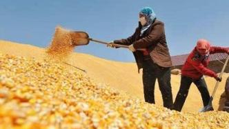 农民日报：玉米链，“链”出粮食安全新境界