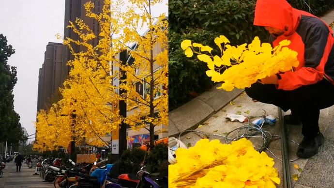 郑州一商场门前银杏树绑上假叶，环卫工：他们把真叶撸掉了