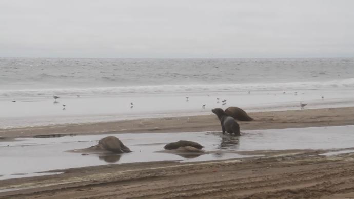 纳米比亚海岸现7000余头海豹尸体，死因不明