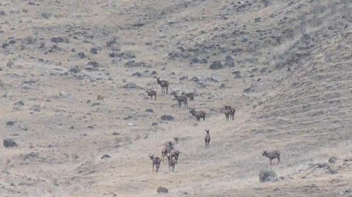 野生马鹿来到新疆牧场越冬，今年为数量最多的一年