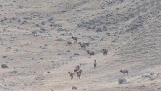 野生马鹿来到新疆牧场越冬，今年为数量最多的一年