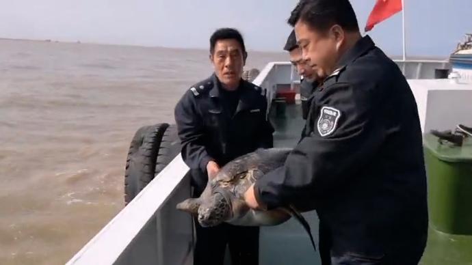 渔民意外捕获绿龟 ，渔政帮忙放归大海