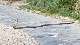 2.1米长的眼镜王蛇惊现上海一小区已被处置，或为居民饲养