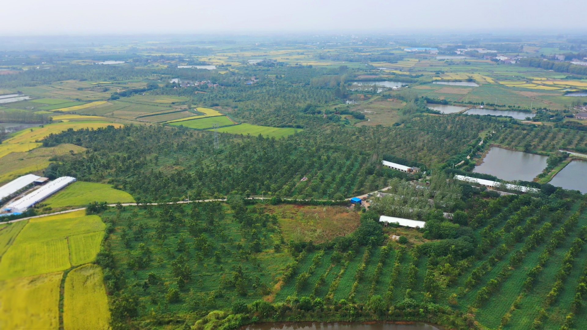 全椒碧根果林 图:全椒县融媒体中心