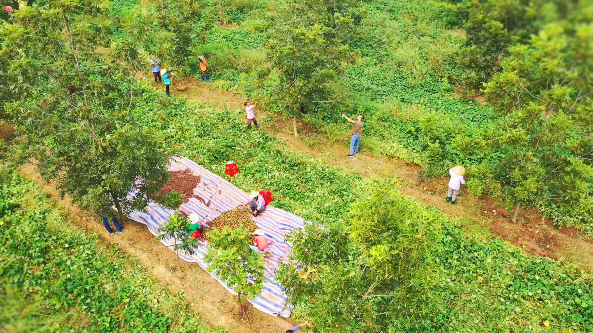 种植户采摘碧根果 图:全椒县融媒体中心