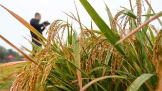 杂交水稻双季亩产1530.76公斤，除纪录还有这些重要意义