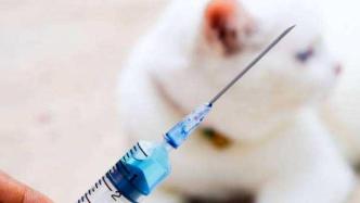 哈市狂犬疫苗使用量超六万支，8月初主城区狂犬疫苗相继告罄