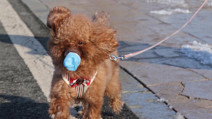 哈尔滨狗患升级今年已有六万人被咬伤，主城区狂犬疫苗告罄
