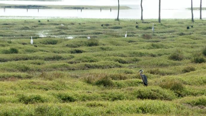 鄱阳湖越冬候鸟难觅食，人工投喂缓解“粮荒”